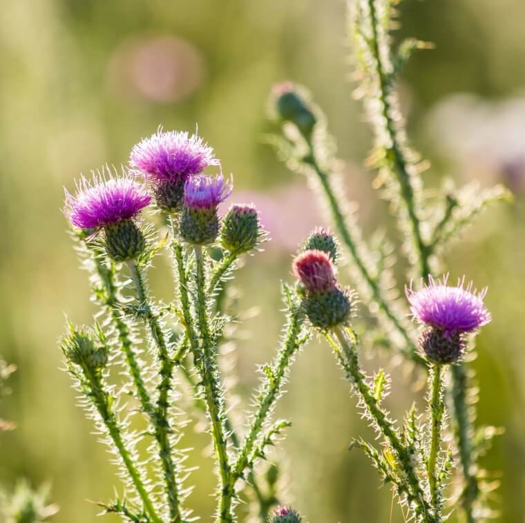 Kill Thistle Plants With WD-40