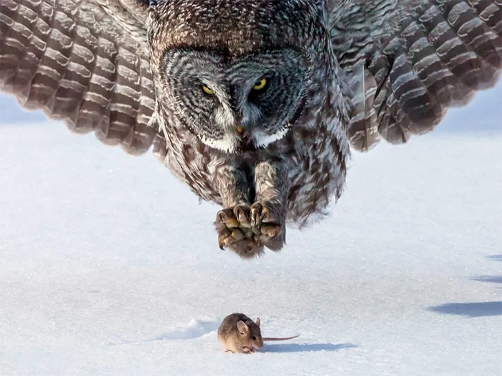 A gray owl in all its glory