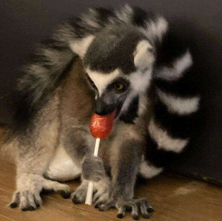 Nothing to See Here - Just a Lemur Eating a Lollipop at a Bar