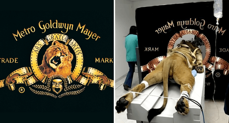 The Curious Case of the MGM Lion