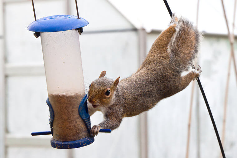 Protect Bird Feeders