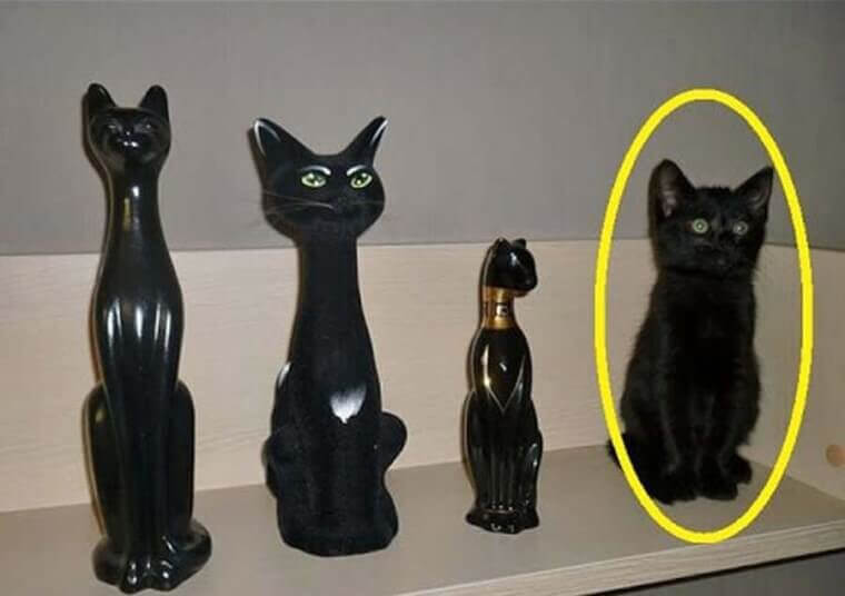 The Mannequin Cat